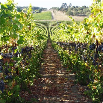 frazier winery vineyards