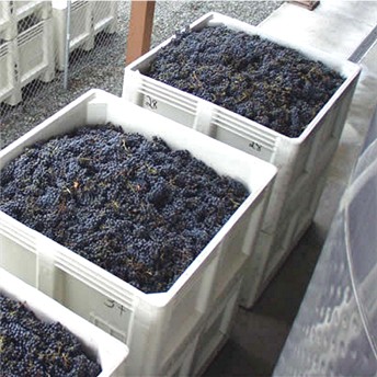 Frazier Winery
